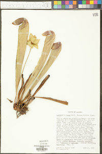 Sarracenia minor image