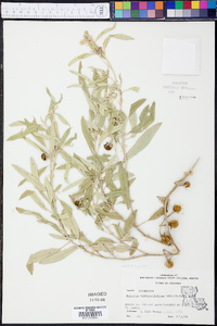 Solanum elaeagnifolium image