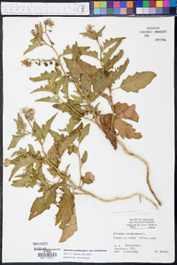 Solanum carolinense var. carolinense image