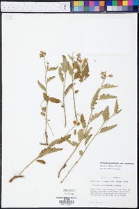 Solanum carolinense var. carolinense image