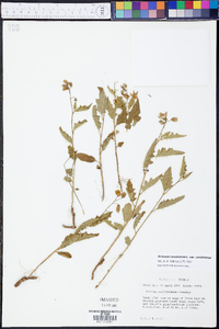 Solanum carolinense var. carolinense image