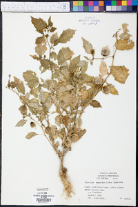 Physalis angulata image