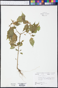 Physalis angulata image