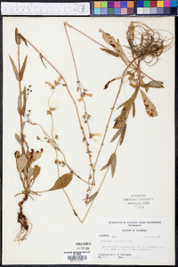 Penstemon australis image