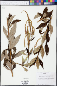 Veronicastrum virginicum image