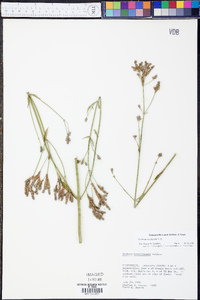 Verbena brasiliensis image