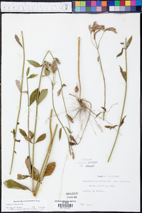 Verbena brasiliensis image