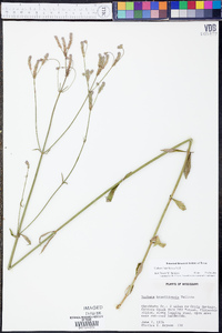 Verbena brasiliensis image