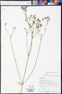 Verbena brasiliensis image