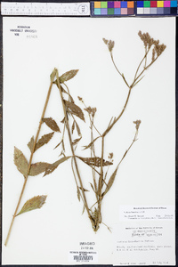 Verbena brasiliensis image