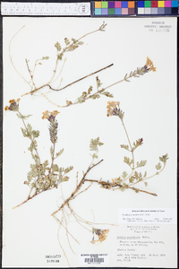 Glandularia canadensis image