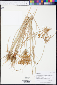 Cyperus esculentus var. leptostachyus image