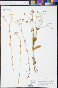 Valerianella radiata f. radiata image