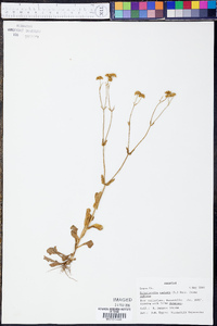 Valerianella radiata f. radiata image