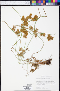 Cyperus erythrorhizos image