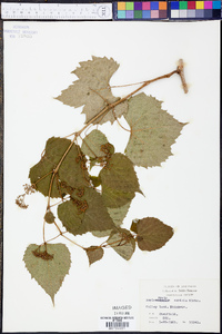 Ampelopsis cordata image