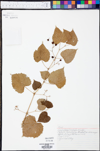 Ampelopsis cordata image