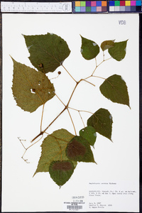 Ampelopsis cordata image