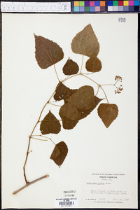 Ampelopsis cordata image