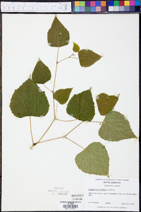 Ampelopsis cordata image