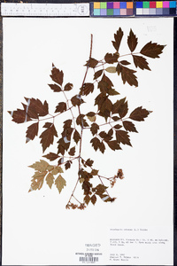 Nekemias arborea image