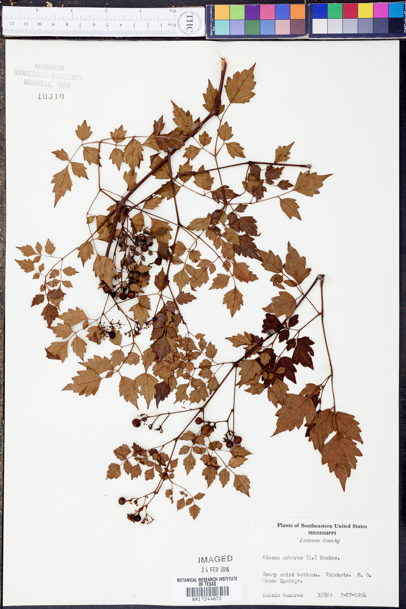 Cissus arborea image