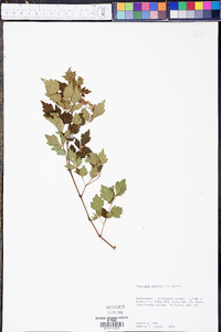 Ampelopsis arborea image