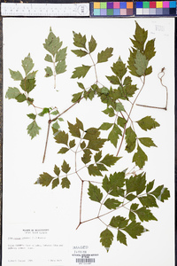 Ampelopsis arborea image