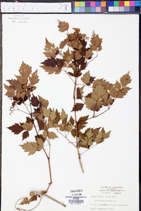 Ampelopsis arborea image