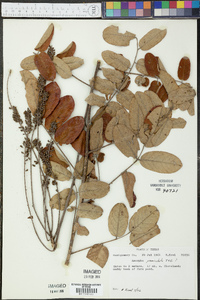 Amorpha paniculata image