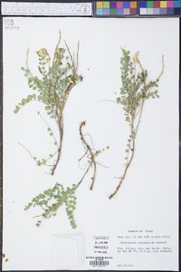 Astragalus soxmaniorum image