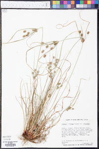 Cyperus retrorsus image