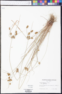 Cyperus retrorsus image