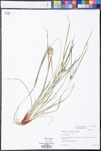 Cyperus retrorsus var. retrorsus image