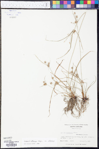 Cyperus retrorsus image