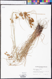 Cyperus retrorsus var. retrorsus image