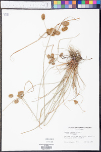 Cyperus retrorsus image