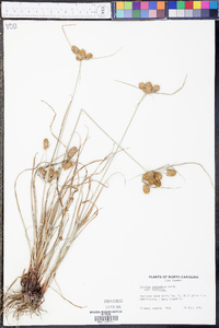 Cyperus retrorsus var. retrorsus image