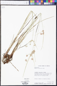 Cyperus reflexus image