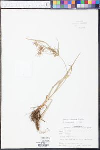 Cyperus refractus image