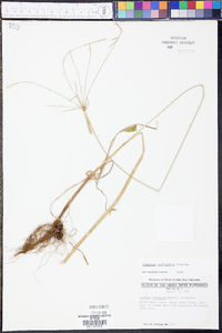 Cyperus refractus image