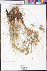 Cyperus retroflexus var. retroflexus image