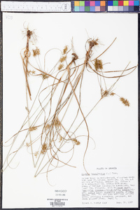 Cyperus retrofractus image