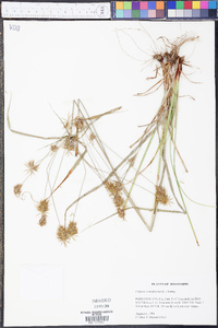 Cyperus retrofractus image