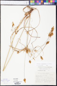 Cyperus retrofractus image