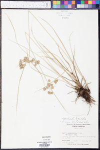 Cyperus pseudovegetus image