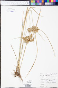 Cyperus pseudovegetus image