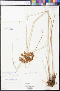 Cyperus pseudovegetus image