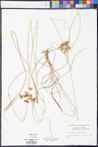 Cyperus pseudovegetus image