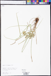 Cyperus pseudovegetus image